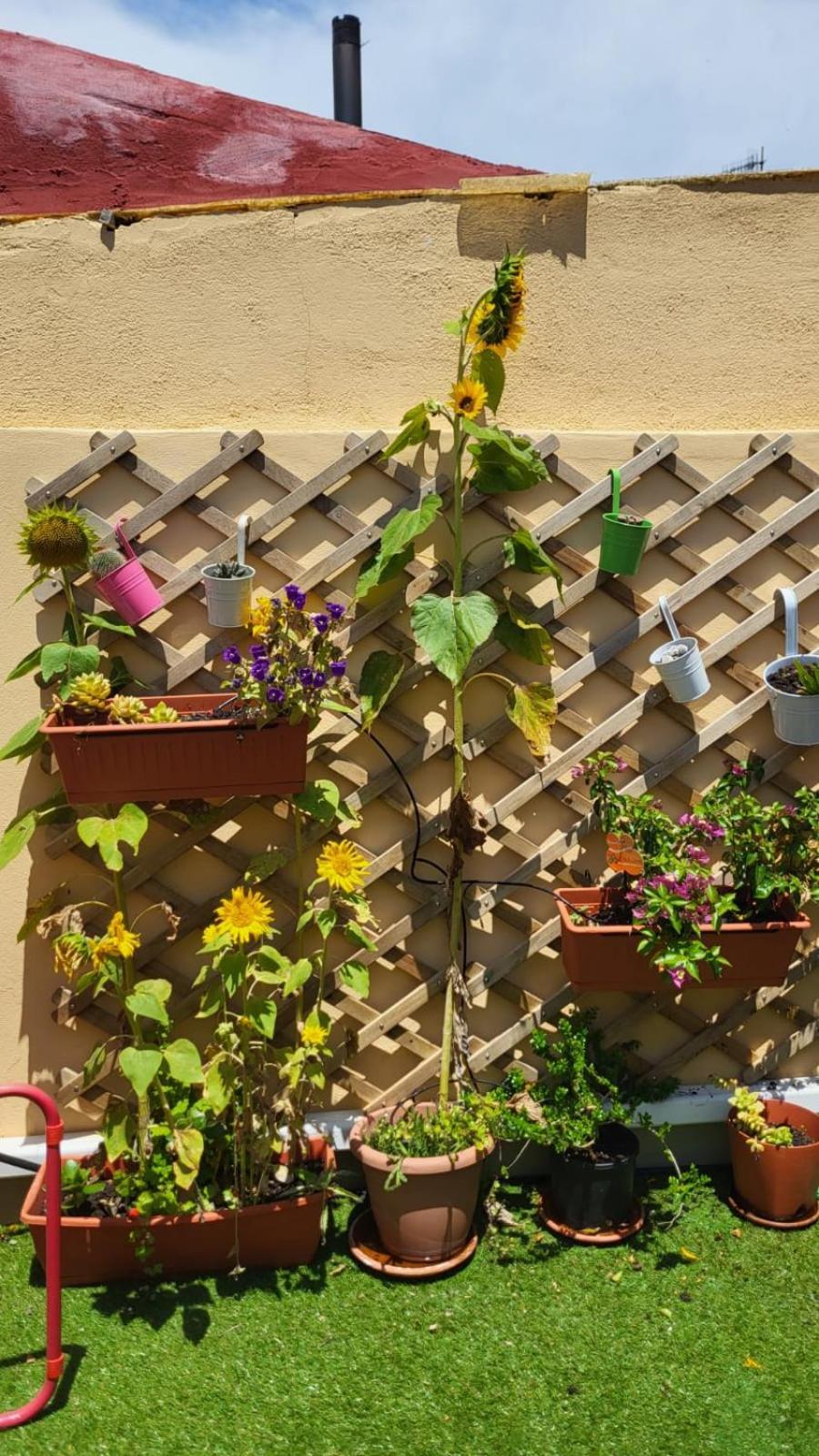 Itiseasy Cuglieri 1 E 2 Private Apartments מראה חיצוני תמונה